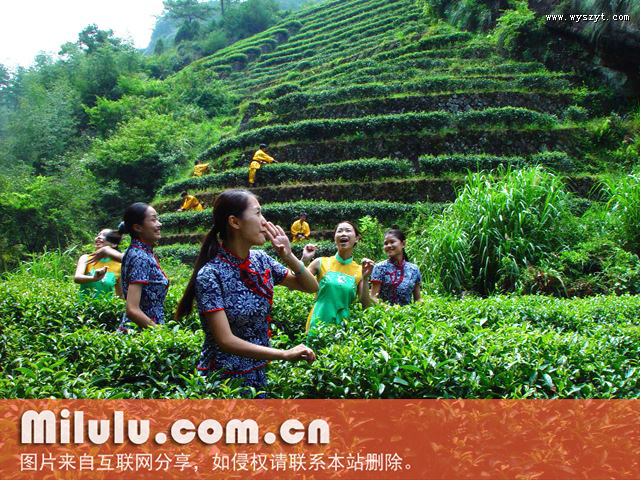 武夷山御茶园