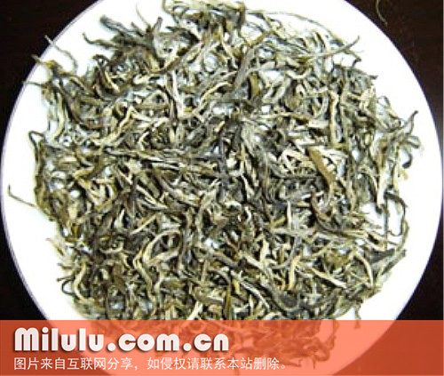 白毫茶的采制