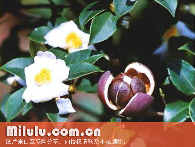 大自然奇观,花果同株中文名