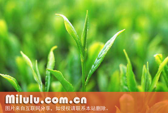 无公害茶叶