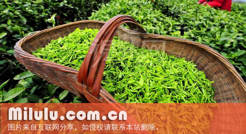 明前茶