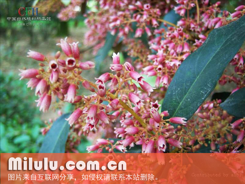 五桠果亚纲植物