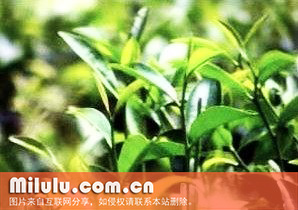 武夷菜茶中文学名