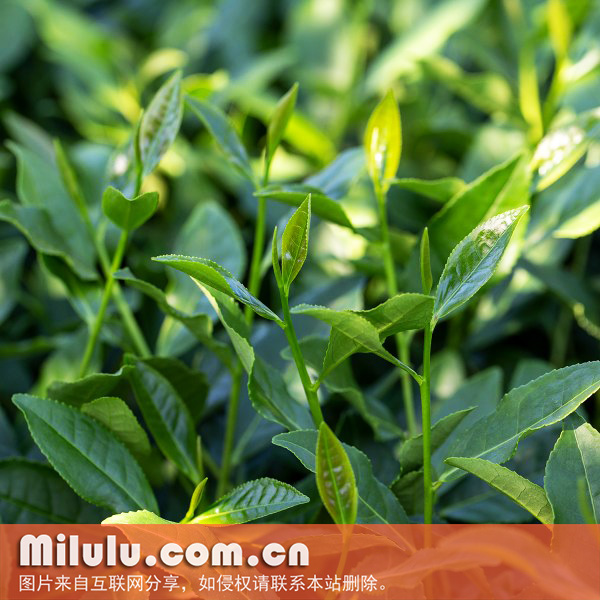 本山茶图片