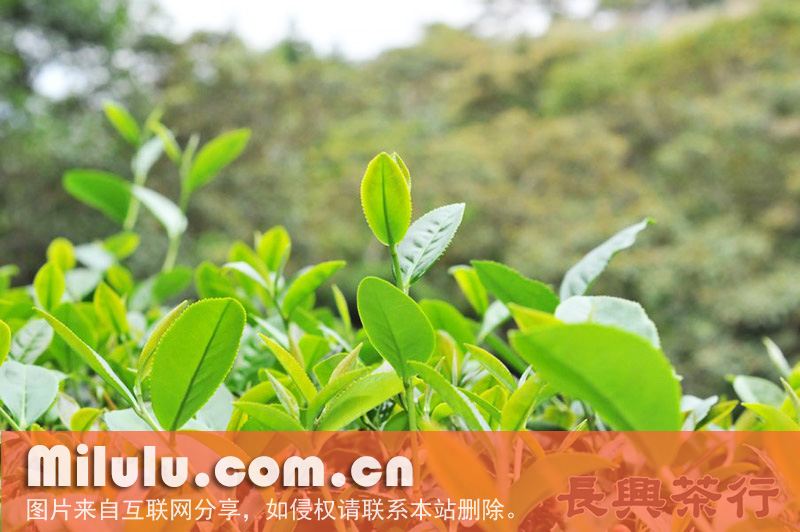 金萱茶的基本介绍