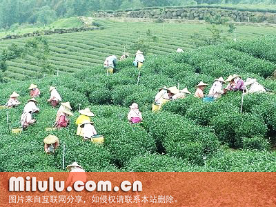 龙泉茶的茶区环境