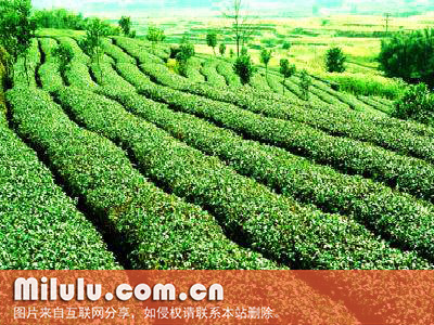 茅坪毛尖茶园中文名