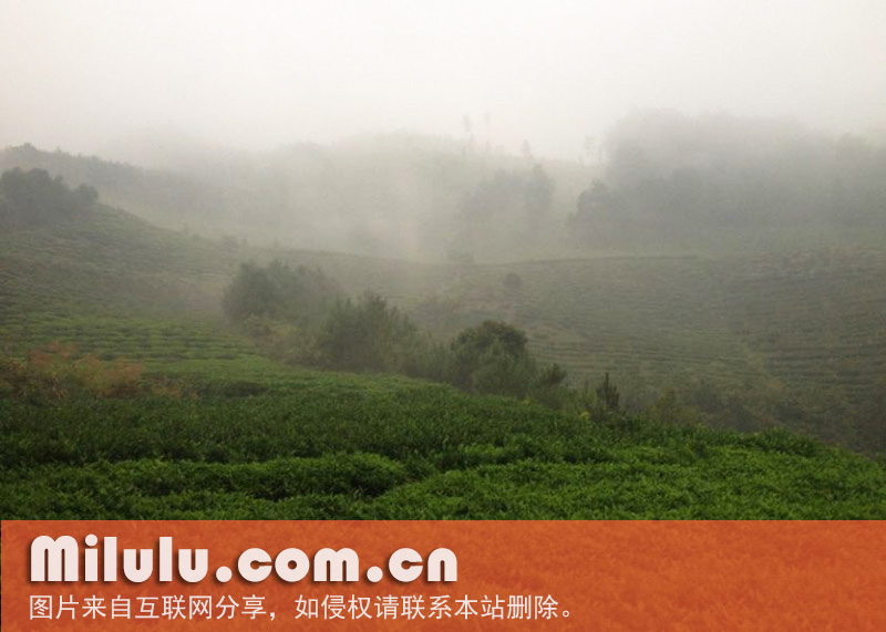 黑茶薄片之:渠江皇家茶园