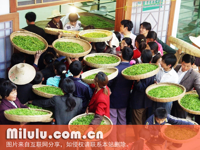 九华山茶图片