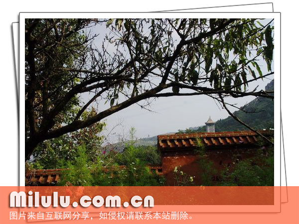 九华山茶图片