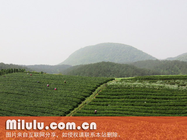 玉泉仙人掌茶图片