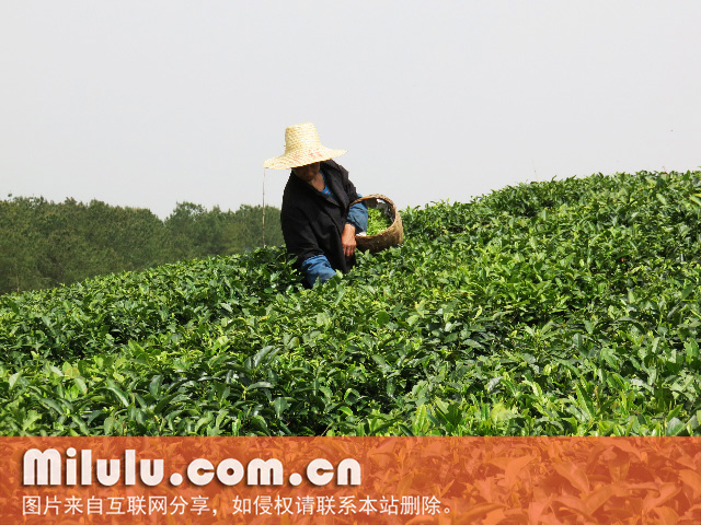 玉泉仙人掌茶图片