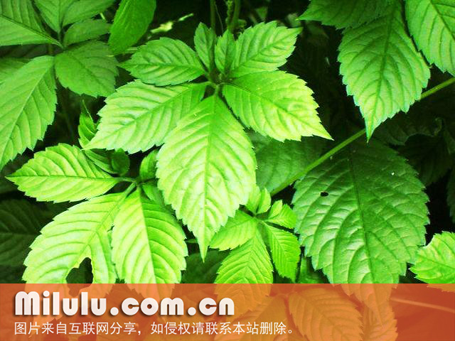 绞股蓝茶有什么功效？