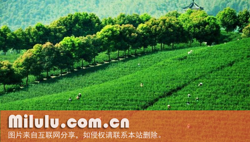 阳羡茶图片