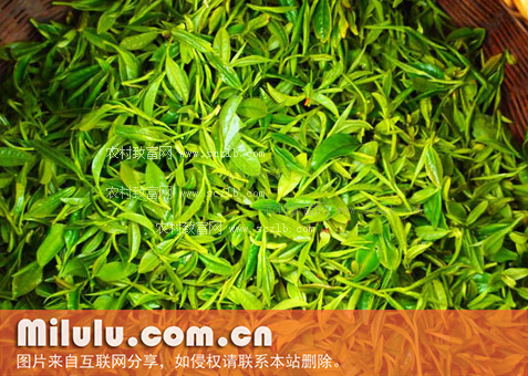 峨眉山茶图片