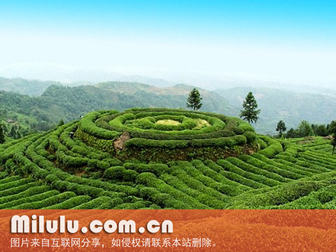 峨眉山茶图片