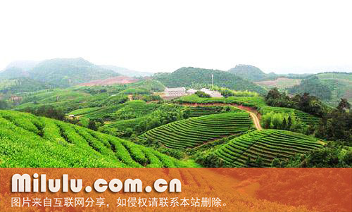 汀溪兰香茶图片