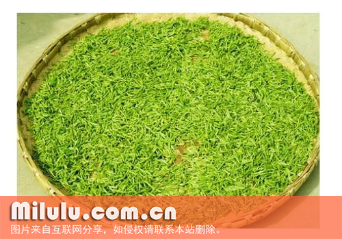 天山绿茶图片