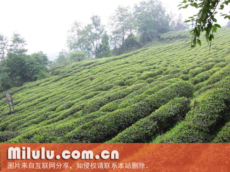 天山绿茶图片