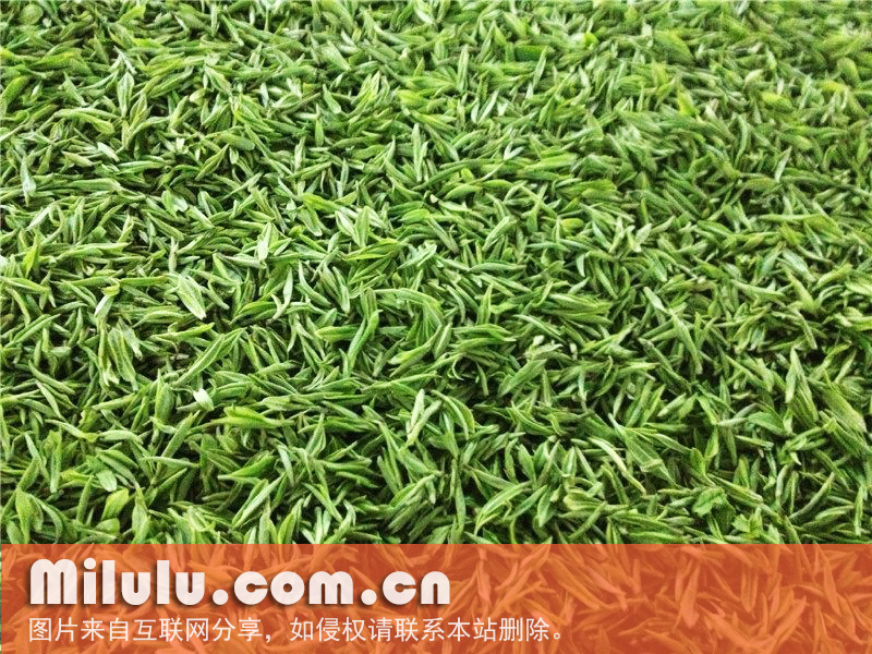 江山绿牡丹图片