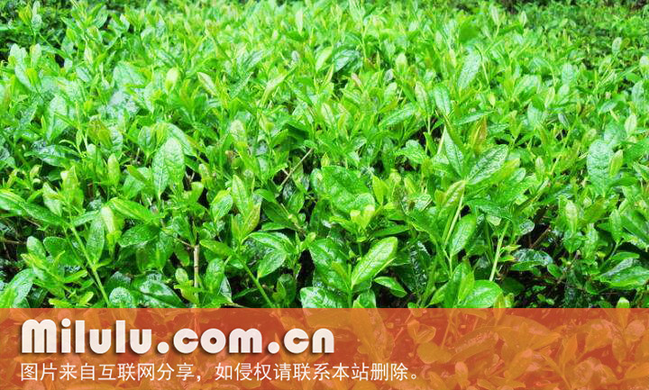 江山绿牡丹图片
