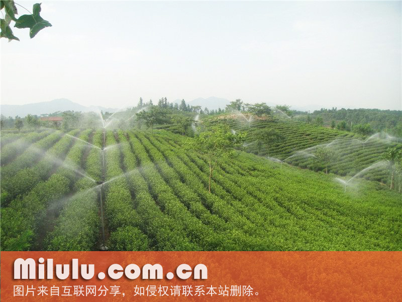 江山绿牡丹的历史渊源