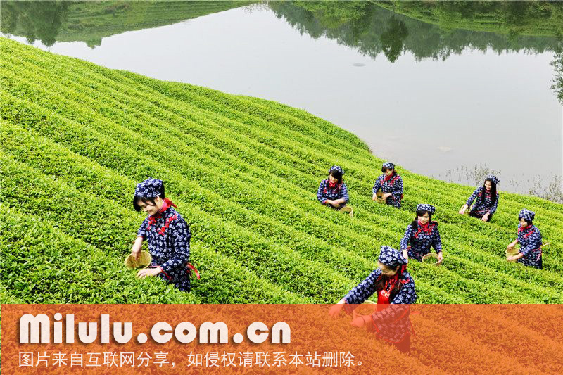 江山绿牡丹的获奖/荣誉