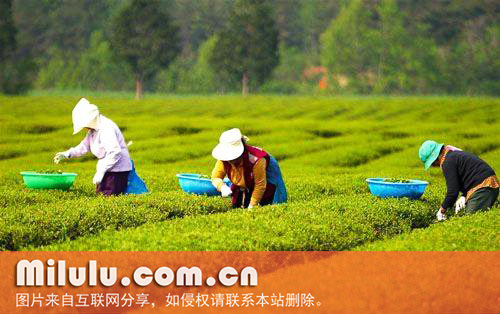 日照绿茶图片
