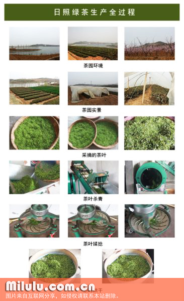 日照绿茶生产全过程