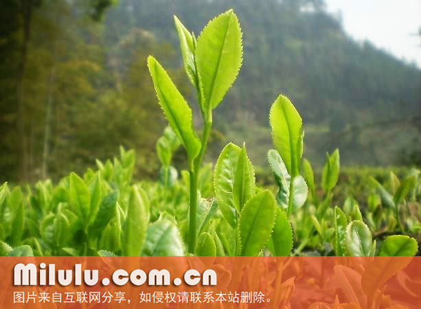 永川秀芽图片
