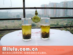 鸠坑毛尖的制作工序