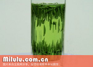天尊贡芽图片