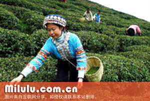 五盖山米茶的生态环境