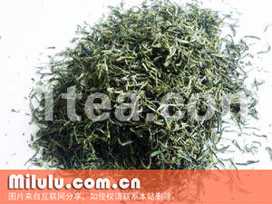 车云山毛尖图片