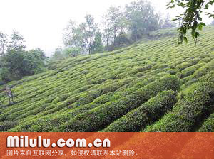 车云山毛尖图片