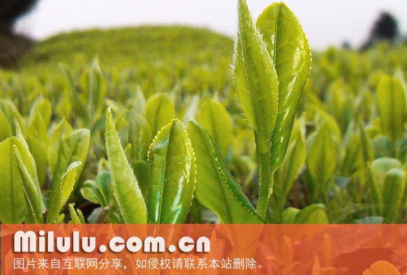覃塘毛尖茶的产品特点