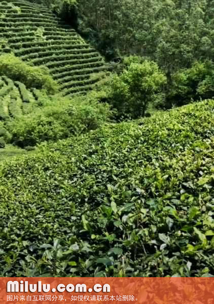 覃塘毛尖茶的获奖/荣誉