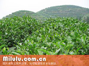 什么是新江羽绒茶？