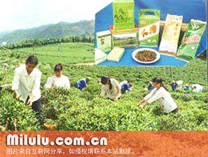 九龙茶图片
