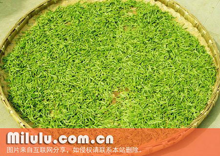 宝顶绿茶图片