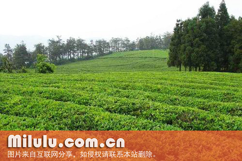 龙岩斜背茶图片