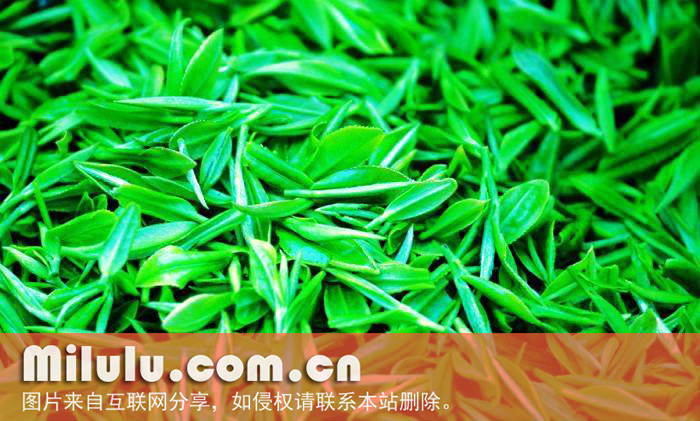 什么是云雾茶？