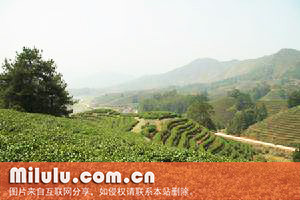 云雾茶图片