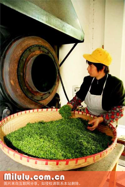 窝坑茶图片