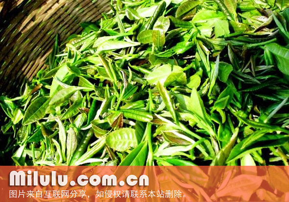 花果山云雾茶图片