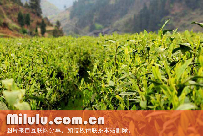 保靖黄金茶中文名