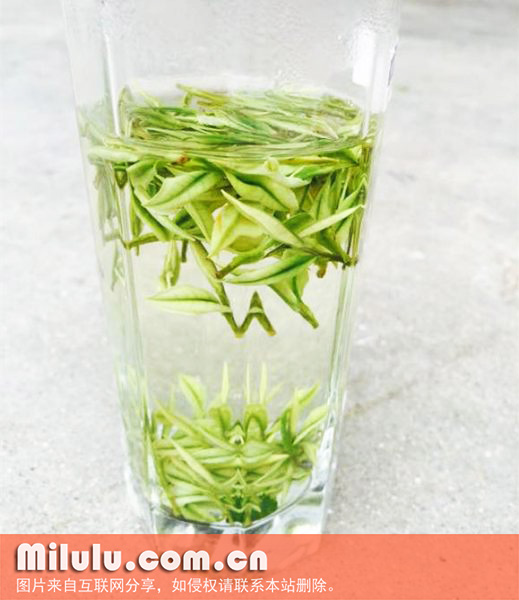 安吉白茶图片