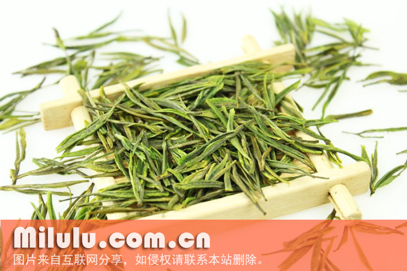 安吉白茶图片
