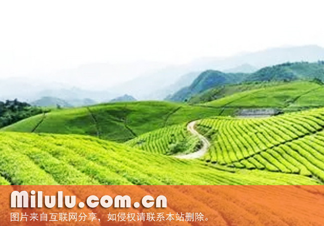 江北茶区