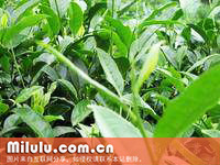 松萝茶图片